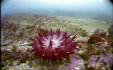 Maroon red anemone